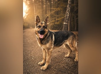 Wunderschöne Lilu sucht Traumzuhause