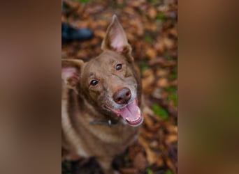 Hündin Archie sucht ein Zuhause