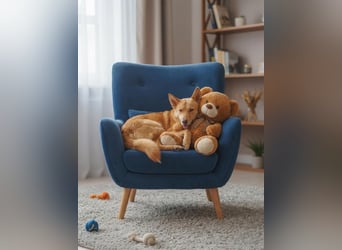 Wunderschöne Petty sucht ihren platz