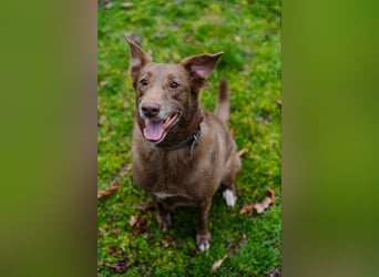 Hündin Archie sucht ein Zuhause