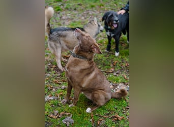Hündin Archie sucht ein Zuhause