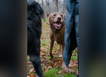 Hündin Archie sucht ein Zuhause
