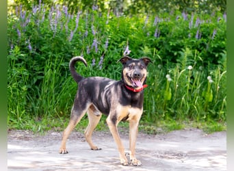Sean sucht seine begleiter fürs leben