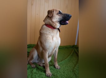 Junge hübsche Leia sucht Familie