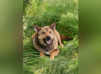 Anhängliche Nika sucht Menschen
