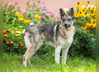 Dosja sucht ihre Familie für immer