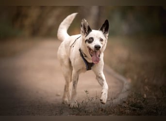 Liebevoll begleitet dich Orlando