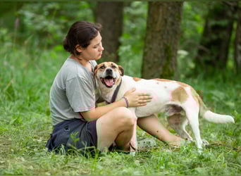 Shonny .. Wer gibt ihm sein für immer zu hause
