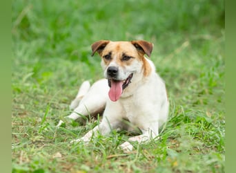 Shonny .. Wer gibt ihm sein für immer zu hause