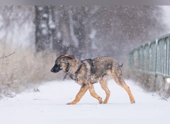 Ein Herz für Vasilisa geben Sie ihr eine Chance auf ein glückliches Leben!