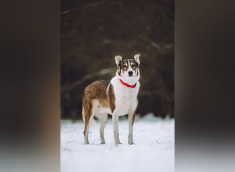 Traum zuhause für Choppy gesucht
