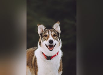 Traum zuhause für Choppy gesucht