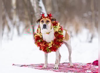Shonny .. Wer gibt ihm sein für immer zu hause