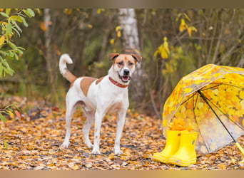 Shonny .. Wer gibt ihm sein für immer zu hause