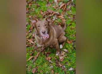 Hündin Archie sucht ein Zuhause