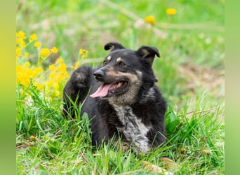 Sensible Mukha sucht verständnisvolle Menschen