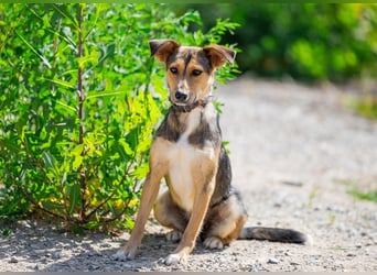 Liebevolle Betty sucht Zuhause