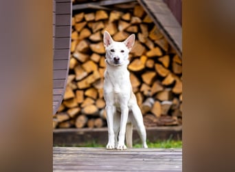 Wer nimmt Mickey in sein Leben..?!