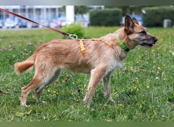 Freundliche Sakura sucht liebe Familie