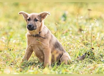 Kleiner Diesel sucht seine Menschen für immer