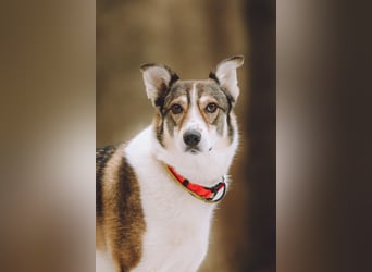 Traum zuhause für Choppy gesucht