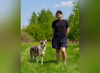 Traum zuhause für Choppy gesucht