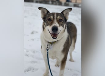 Traum zuhause für Choppy gesucht