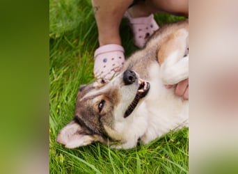 Traum zuhause für Choppy gesucht