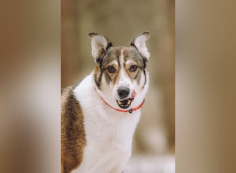 Traum zuhause für Choppy gesucht