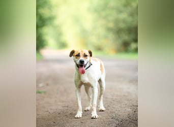 Shonny .. Wer gibt ihm sein für immer zu hause