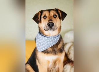 Junger Pluto sucht seine Menschen