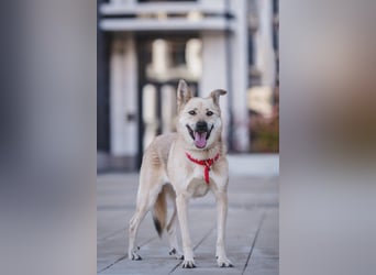 Skye treue seele sucht ....