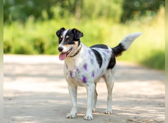 Anhänglich Loki will nach hause