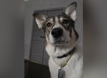 Traum zuhause für Choppy gesucht