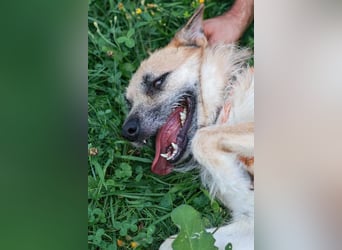 Arisu sucht Familie für immer
