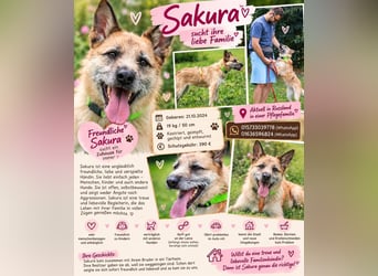 Freundliche Sakura sucht liebe Familie