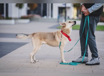 Skye treue seele sucht ....