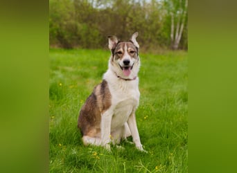 Traum zuhause für Choppy gesucht