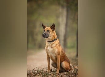 Selbstbewusster Ryzhik sucht neue Familie