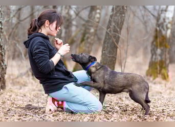 Ziganka sucht lievolles zu hause ORT Bremen