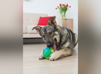 Liebevolle Olivka sucht ihren platz