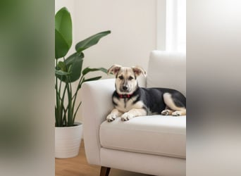 Junger Chernysh möchte die Welt Erkunden