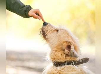Willie sucht liebevolle menschen