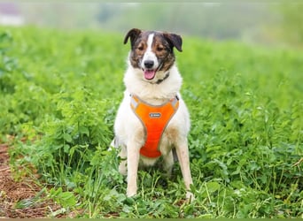 Ruhige Emma sucht zuhause