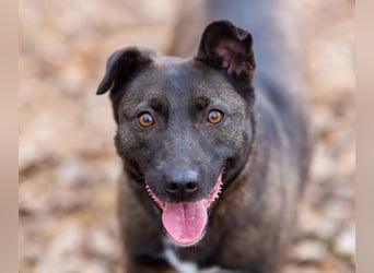 Ziganka sucht lievolles zu hause ORT Bremen