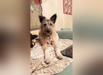 Bella sucht zuhause für immer