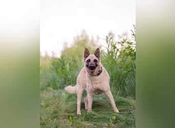 Sanfte Sofia sucht treue Familie