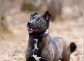 Ziganka sucht lievolles zu hause ORT Bremen