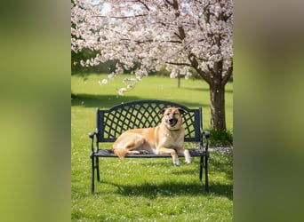 Sanftmütiger Bruno