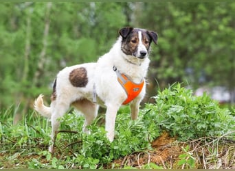 Ruhige Emma sucht zuhause